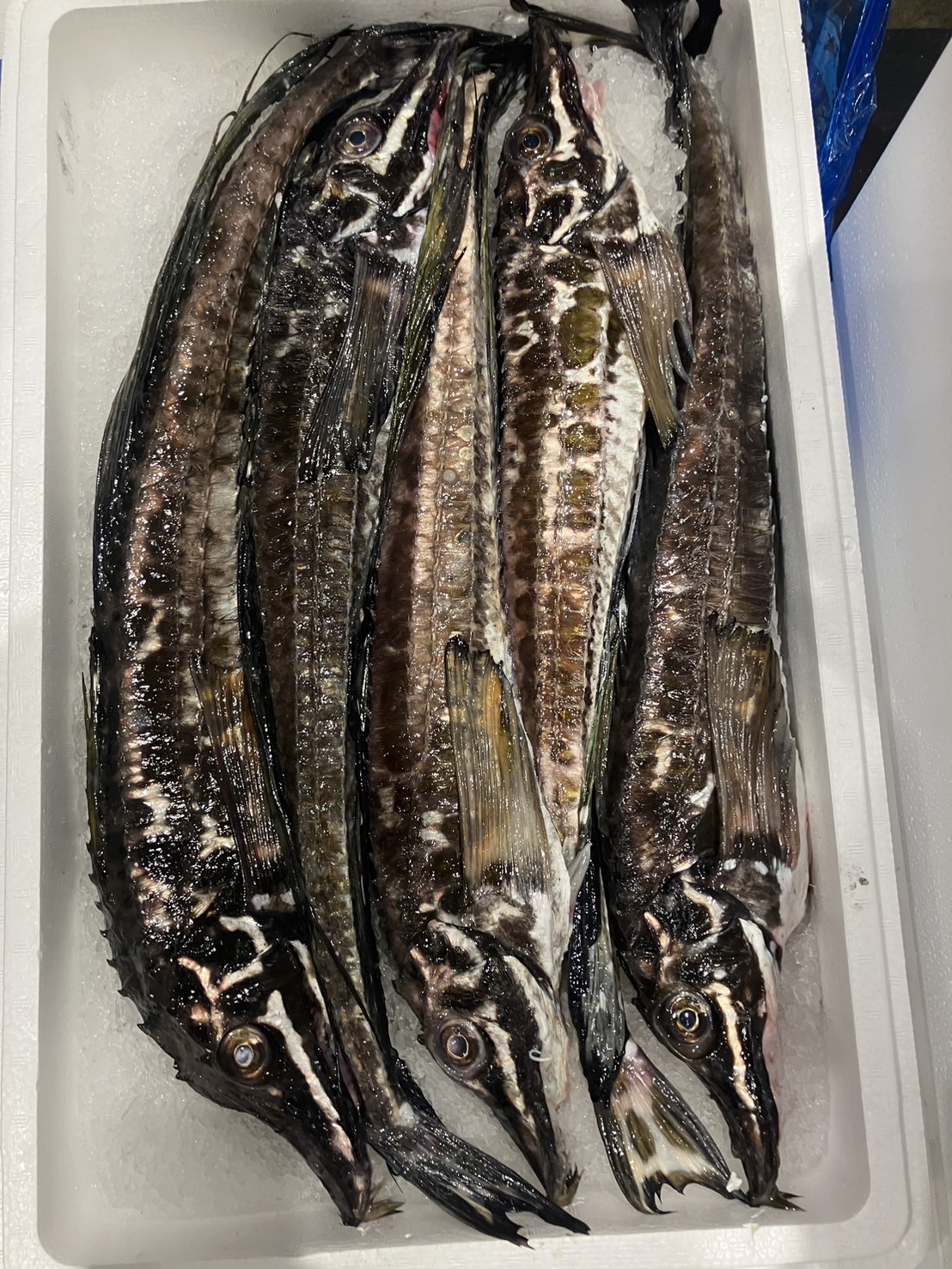 →北海道　脂ハッカク　上　600g前後　1尾　k2980