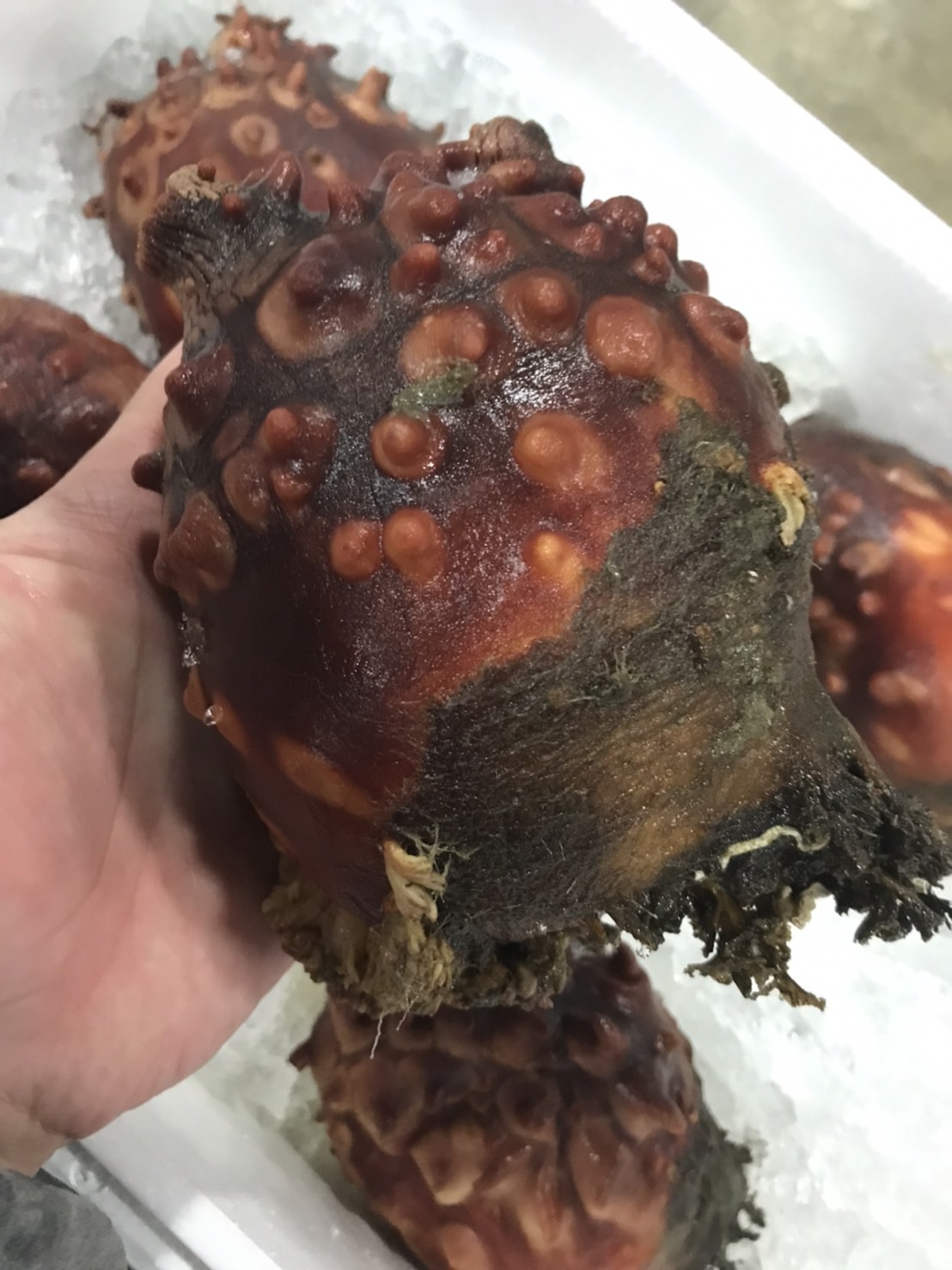 ∞岩手　ホヤ　養殖　１個