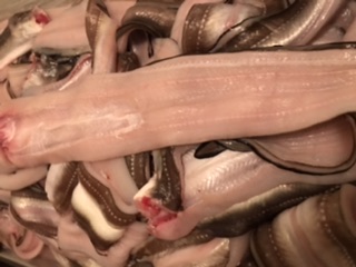 →大特売！　穴子開き　不揃い　500ｇ入　1p 1350円