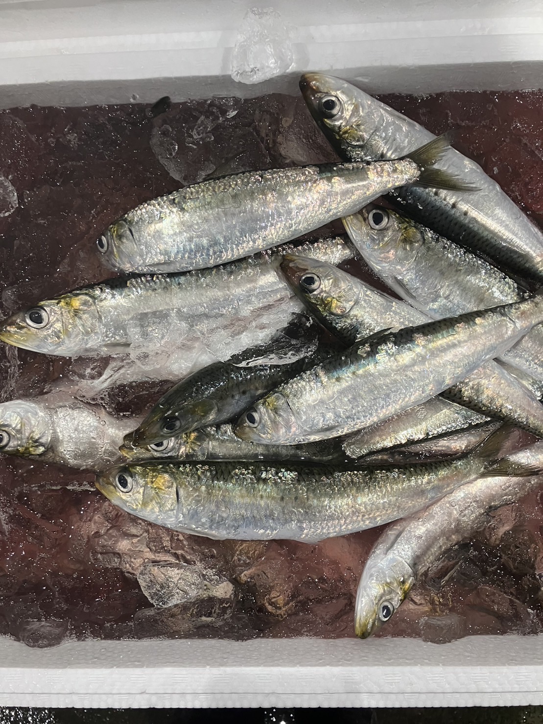 →石川　特大イワシ　特上　500g入　1p 1200