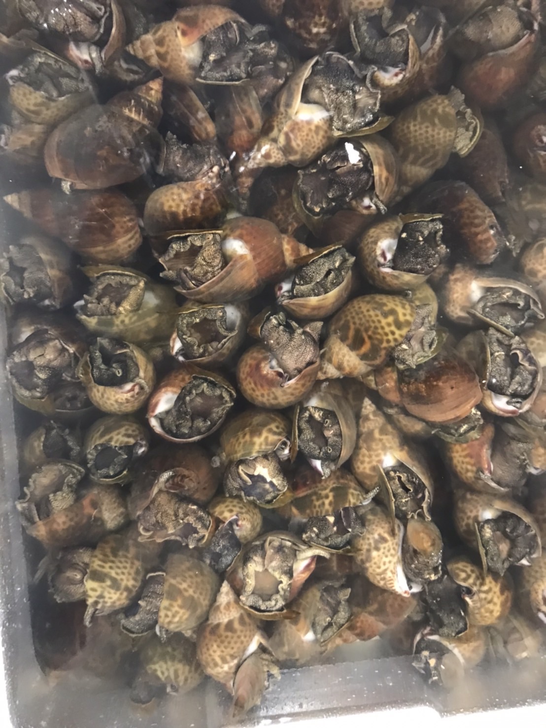 ∞神奈川　クロバイ貝　500g入　1p880