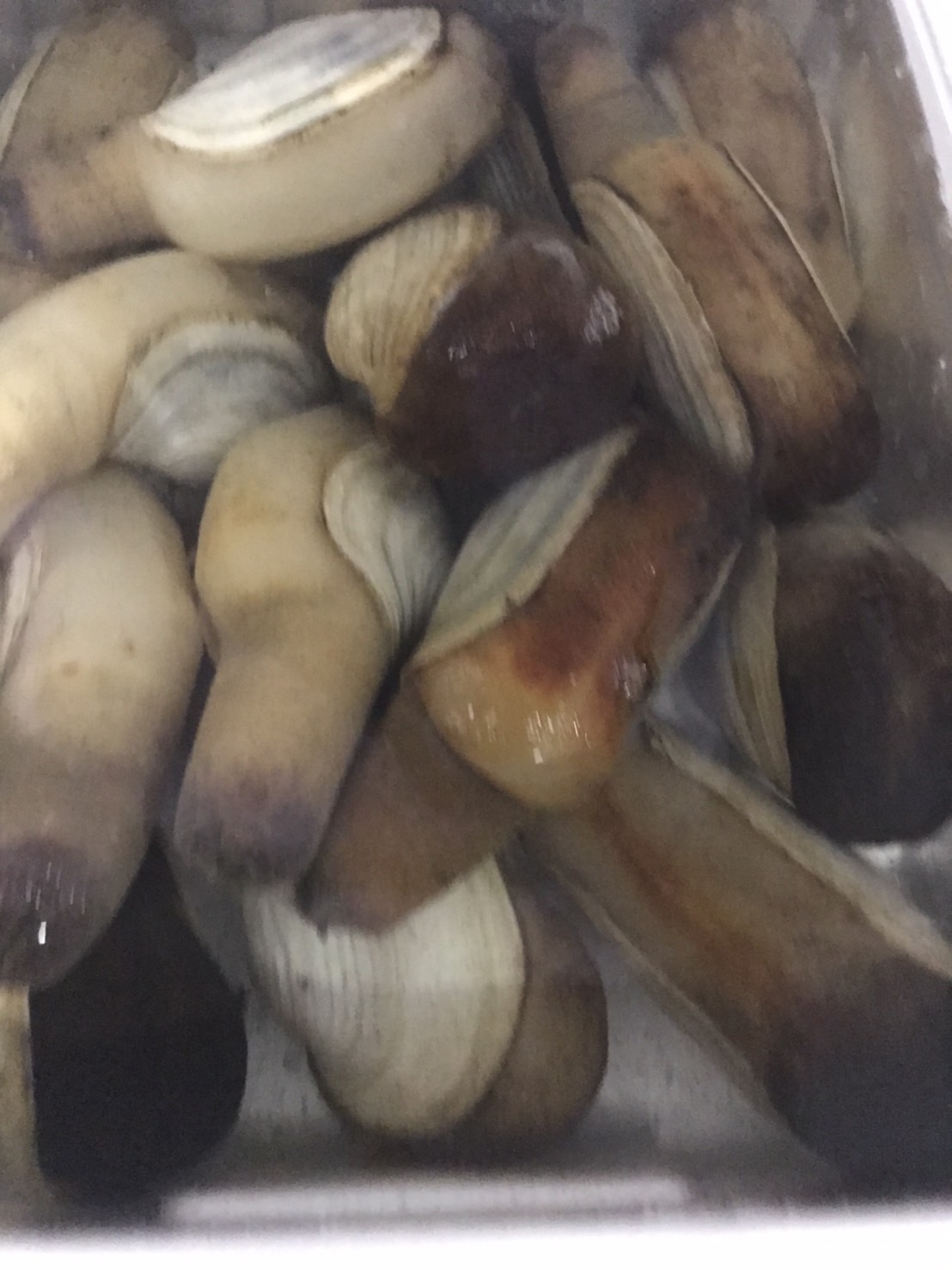 ∞千葉　シロミル貝　350g前後　1個　k2500