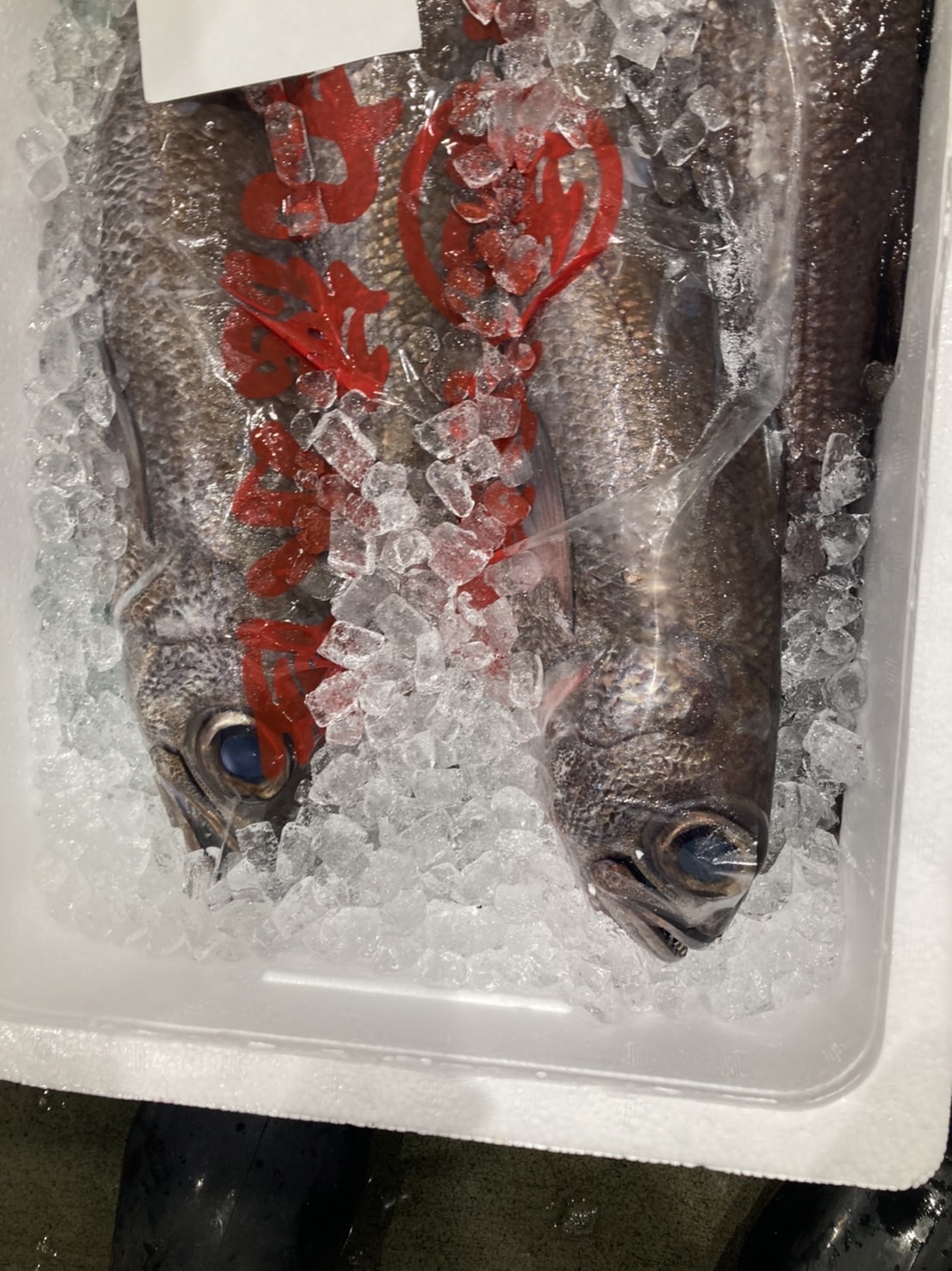 →特売！神津島　クロムツ　1k前後　1尾　k3999