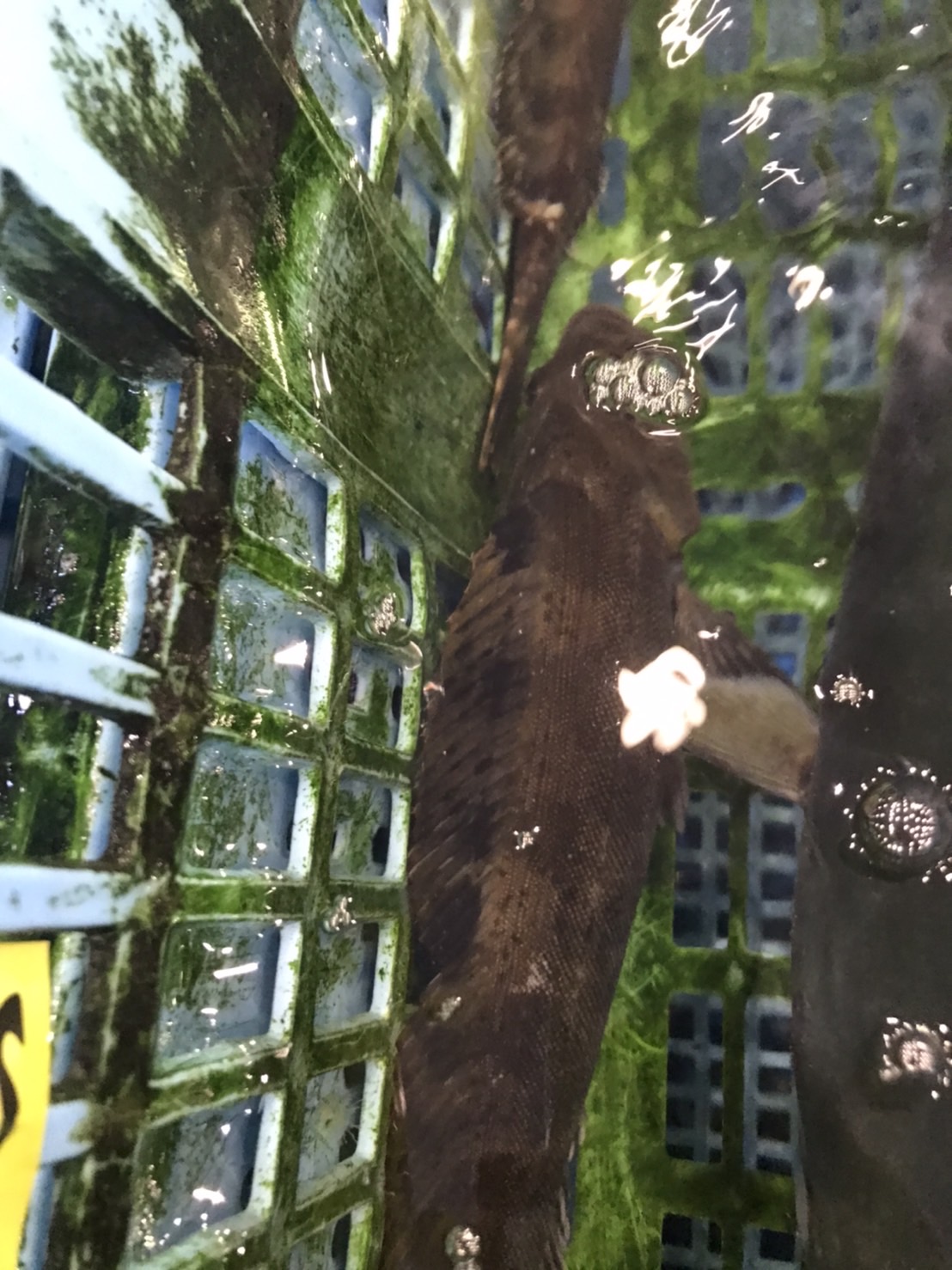 →三重　活〆イサキ　600g前後　1尾　k2500