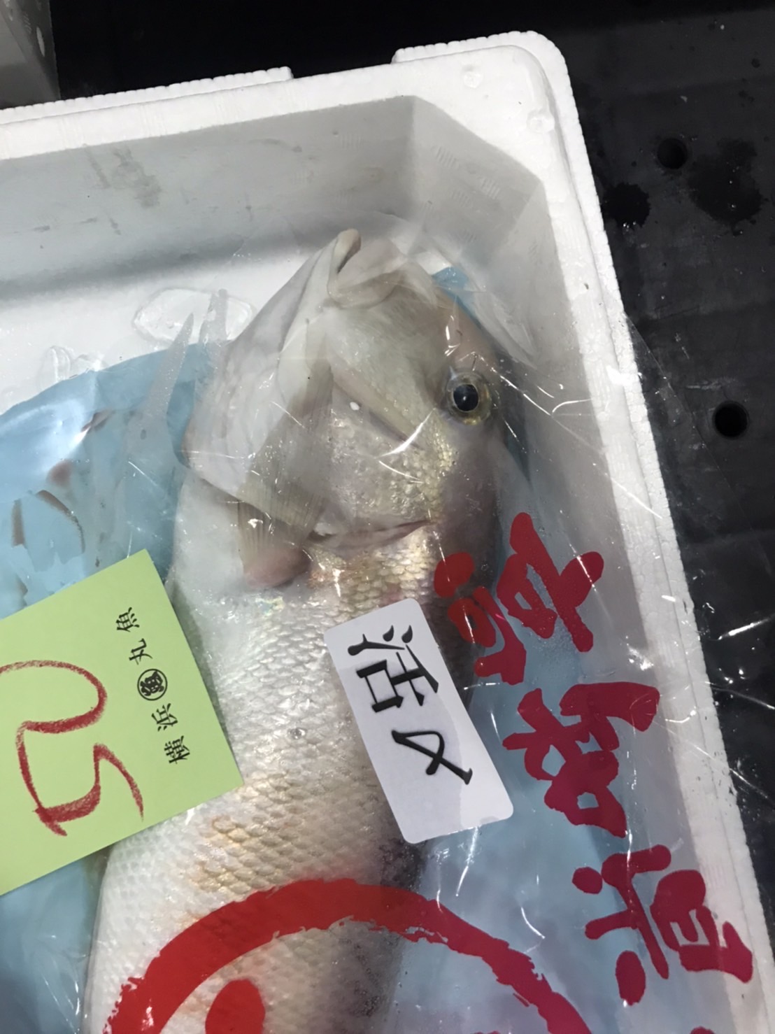 →三重　シラカワ　1k up 1尾　k4800