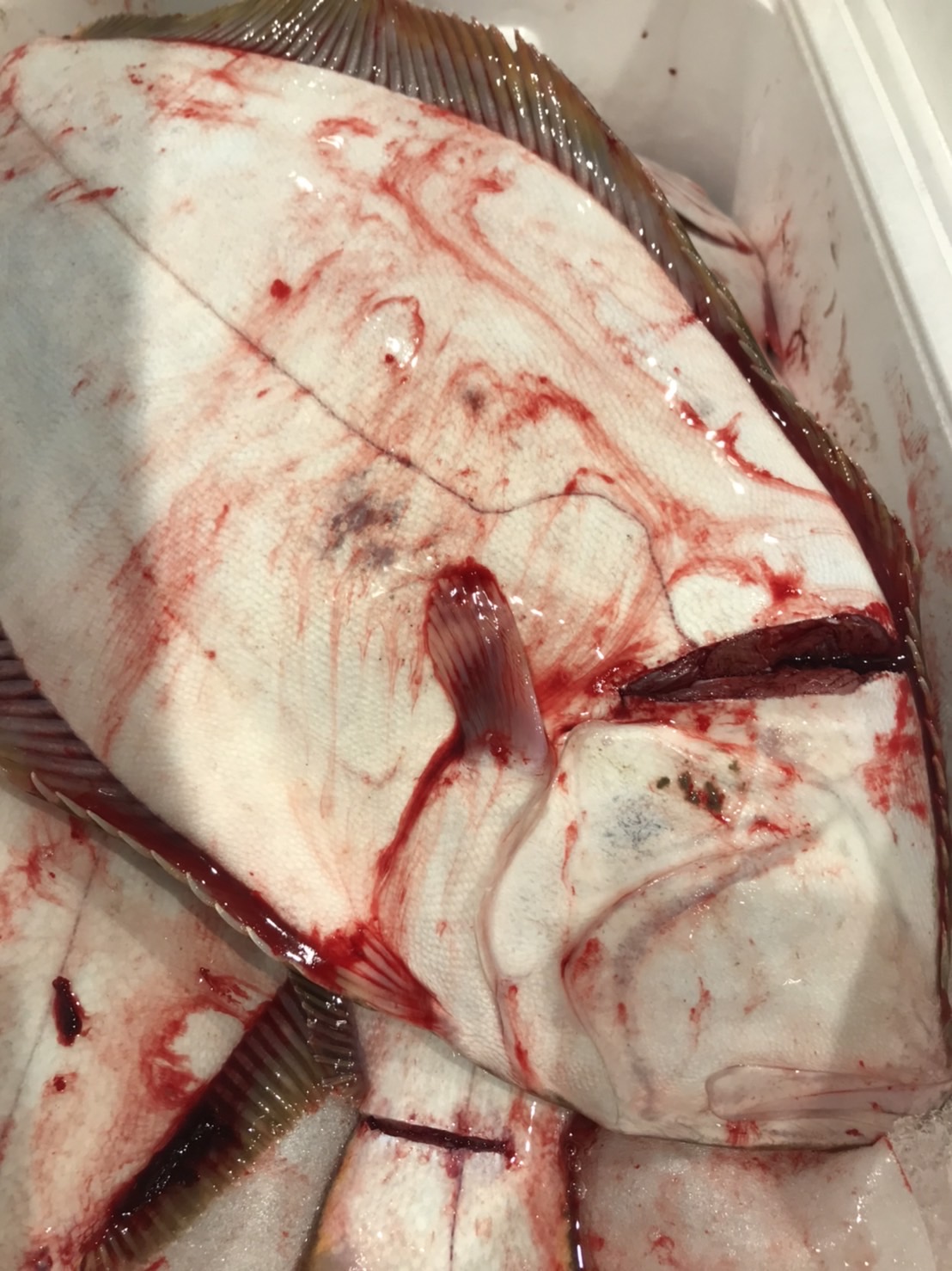 →特売！　千葉　ヒラメ　4k前後　半身　k2200