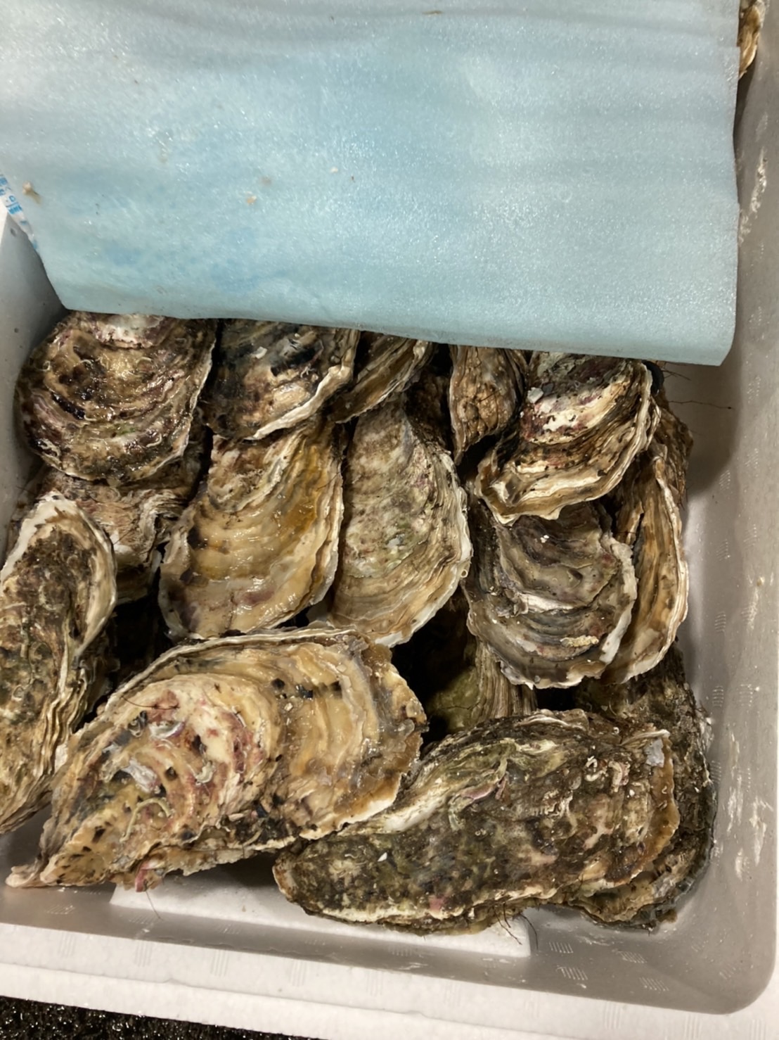 ■岩手　山田カキ中　1個