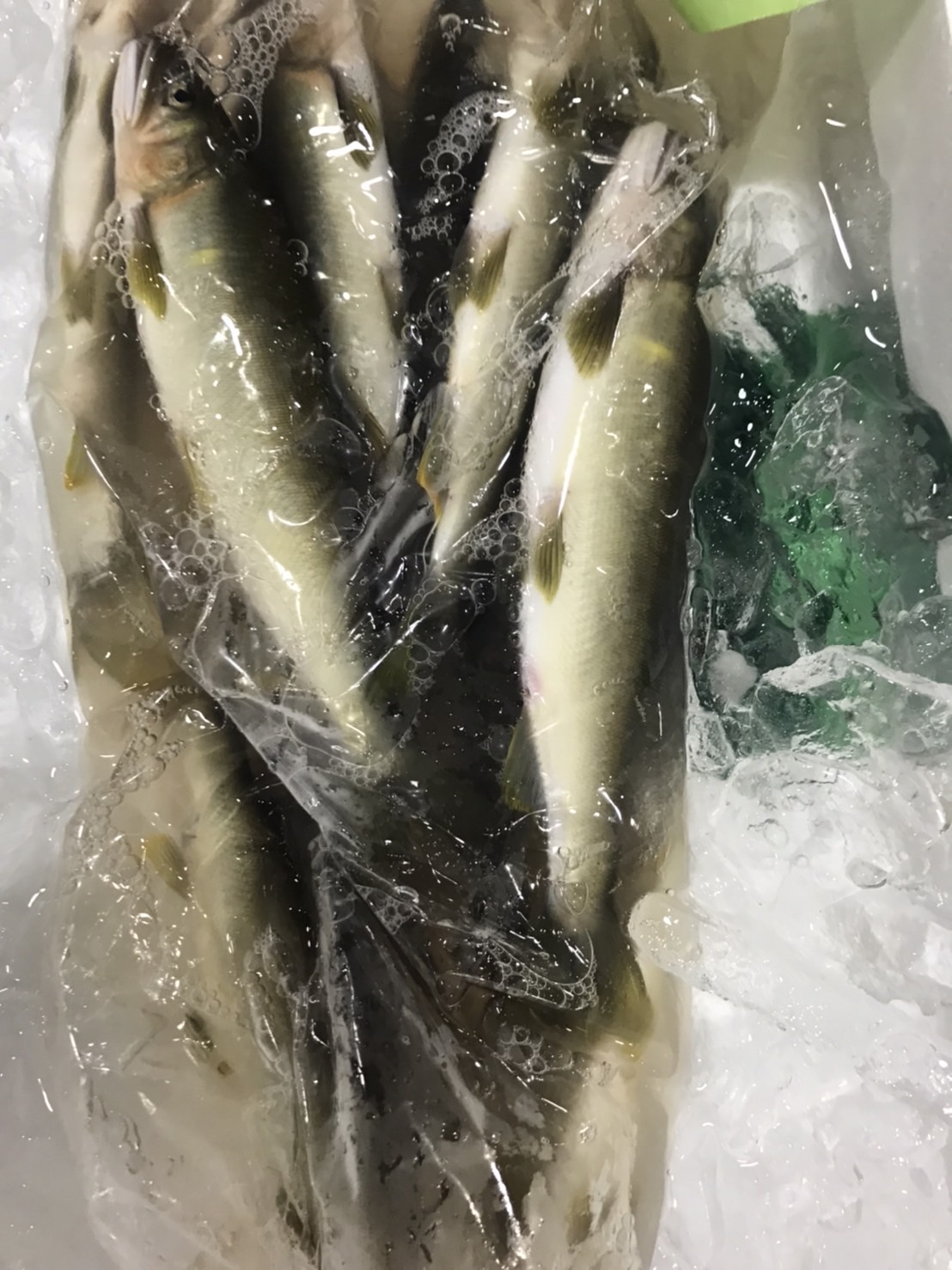 →愛知　養殖チアユ　10尾入　1p