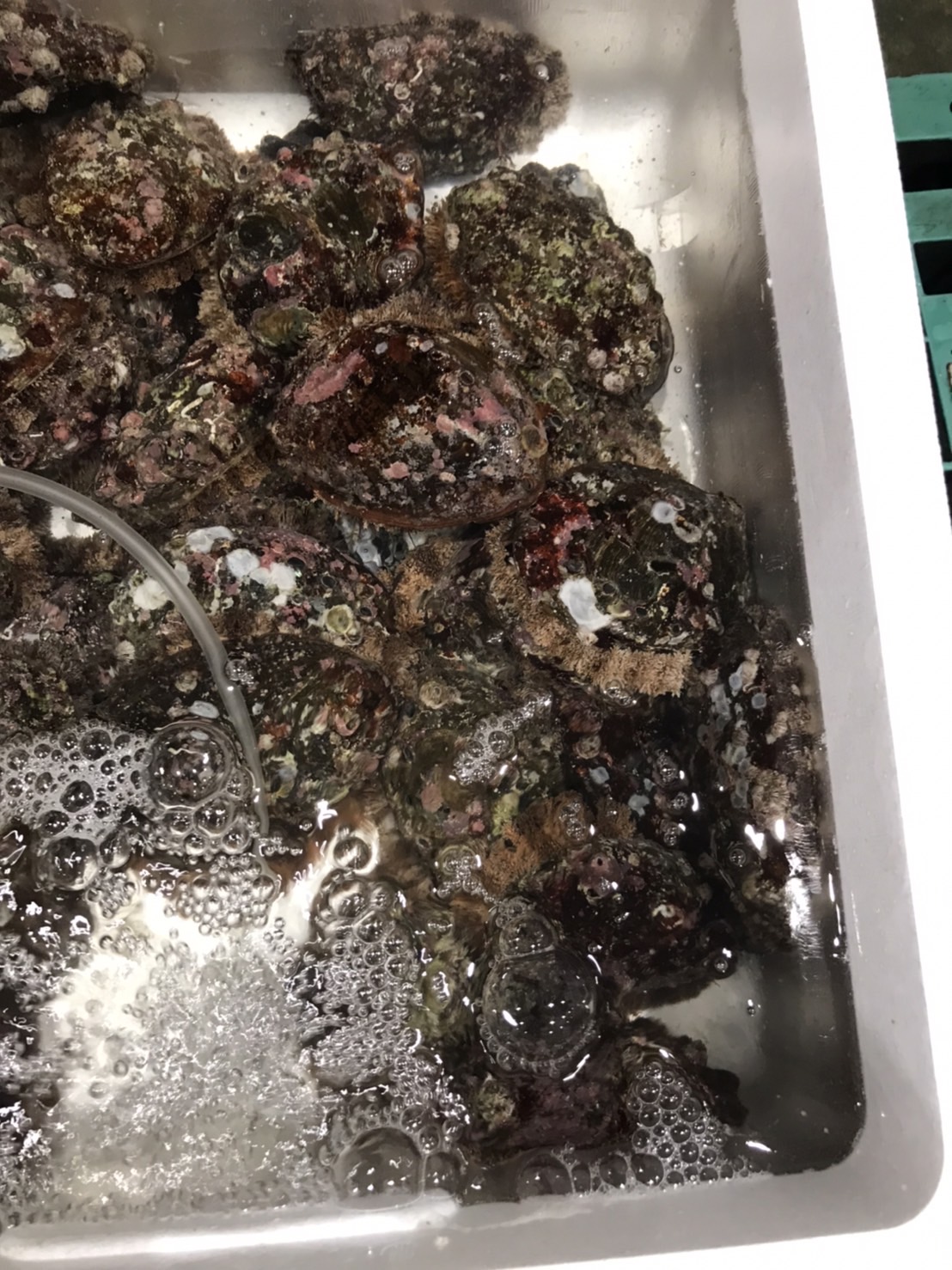 ∞千葉　アワビメガイ　500g前後　１個　k15000円