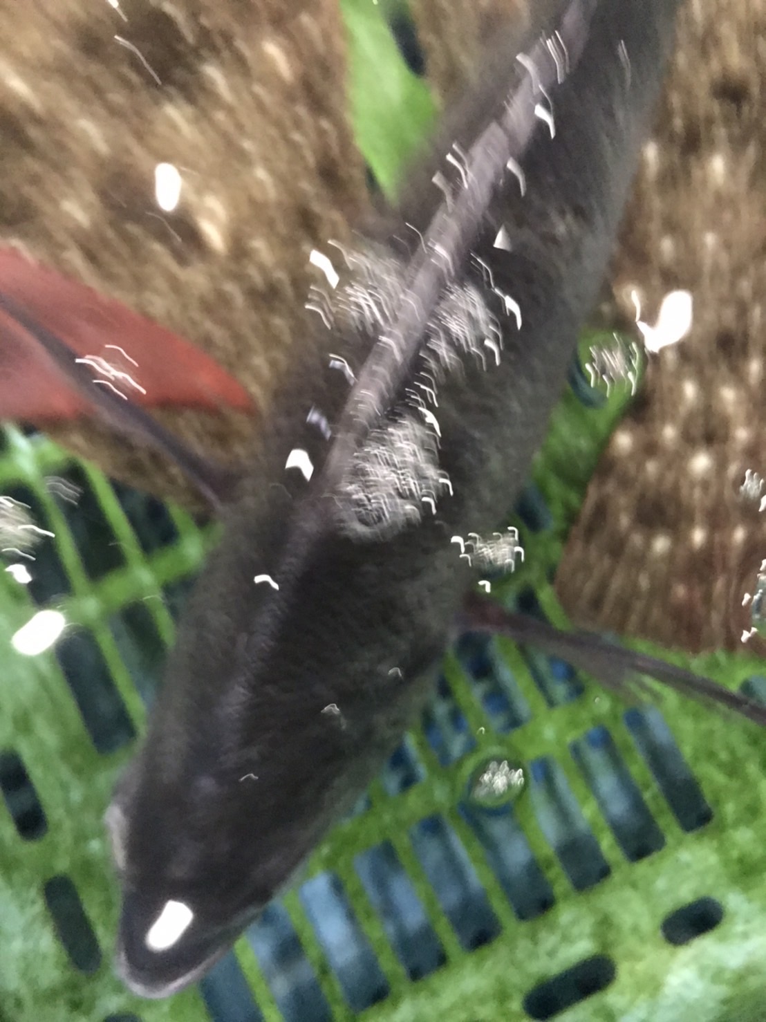 →神奈川　活〆クロダイ　2k前後　1尾　k1450